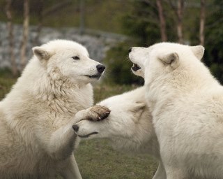 Playful Arctic Wolves | Three playful arctic wolves at the ...